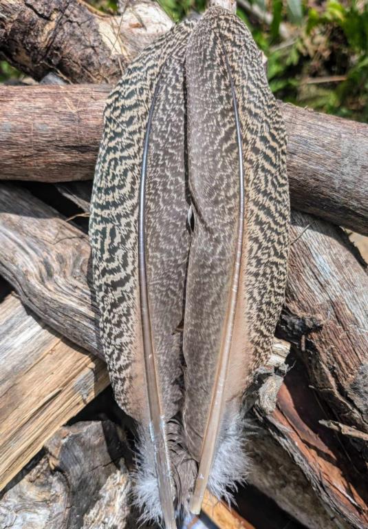 mottled peacock quills pairs